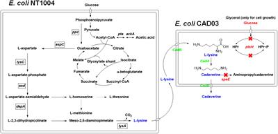 A Novel Process for Cadaverine Bio-Production Using a Consortium of Two Engineered Escherichia coli